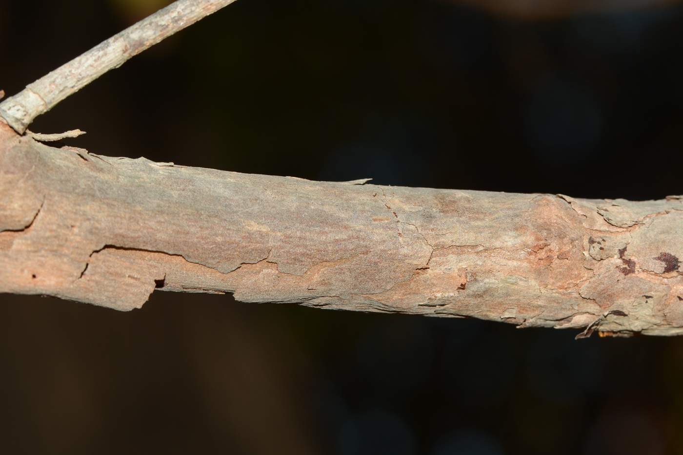 Image of Lophostemon confertus specimen.