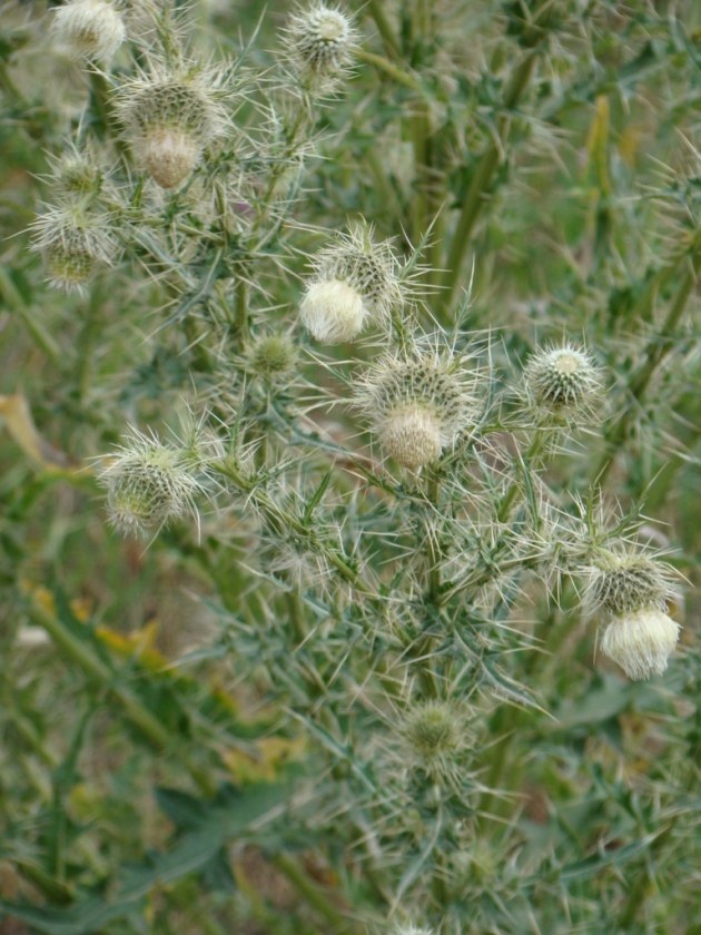 Изображение особи Cirsium echinus.