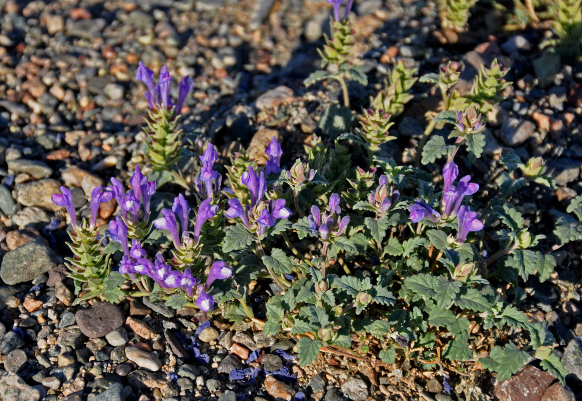 Image of Scutellaria tuvensis specimen.