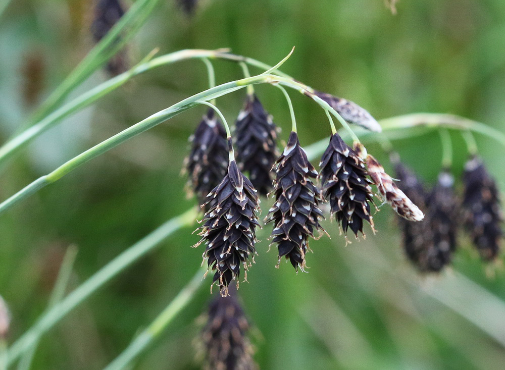 Image of Carex aterrima specimen.