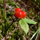 Rubus saxatilis. Часть побега со зрелыми плодами-костянками. Свердловская обл., окр. г. Североуральск, сосновый лес. 11.08.2017.