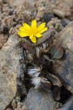 Crepis sogdiana