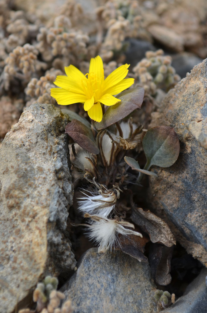 Изображение особи Crepis sogdiana.