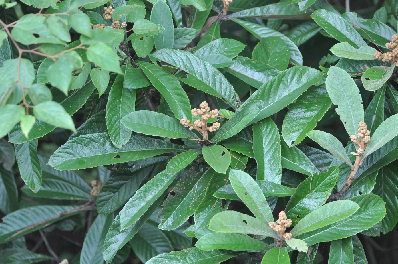 Image of Eriobotrya japonica specimen.