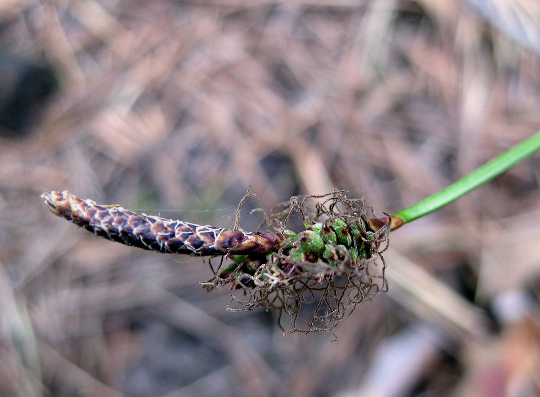Image of Carex ericetorum specimen.