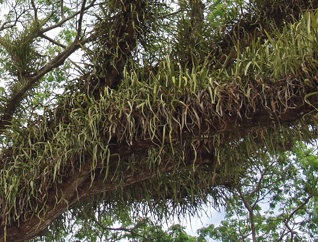 Image of genus Pyrrosia specimen.