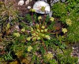 Chamaesciadium acaule. Расцветающее растение. Адыгея, Фишт-Оштеновский массив, гора Оштен, ≈ 2600 м н.у.м., альпийский луг. 06.07.2017.