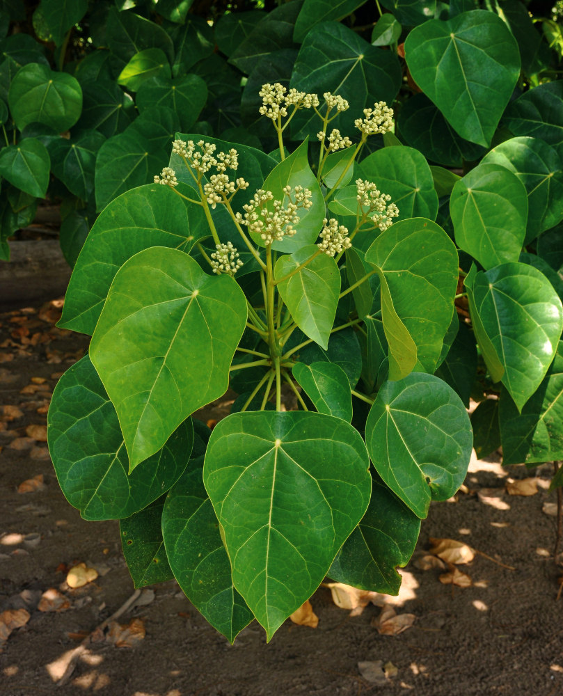 Image of Hernandia nymphaeifolia specimen.