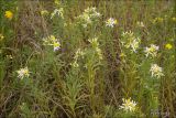 Galatella biflora