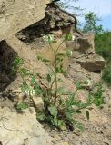 Symphytum tauricum. Цветущее растение. Краснодарский край, Абинский р-н, окр. пос. Новый, обнажение на cклоне горы. 16.04.2018.