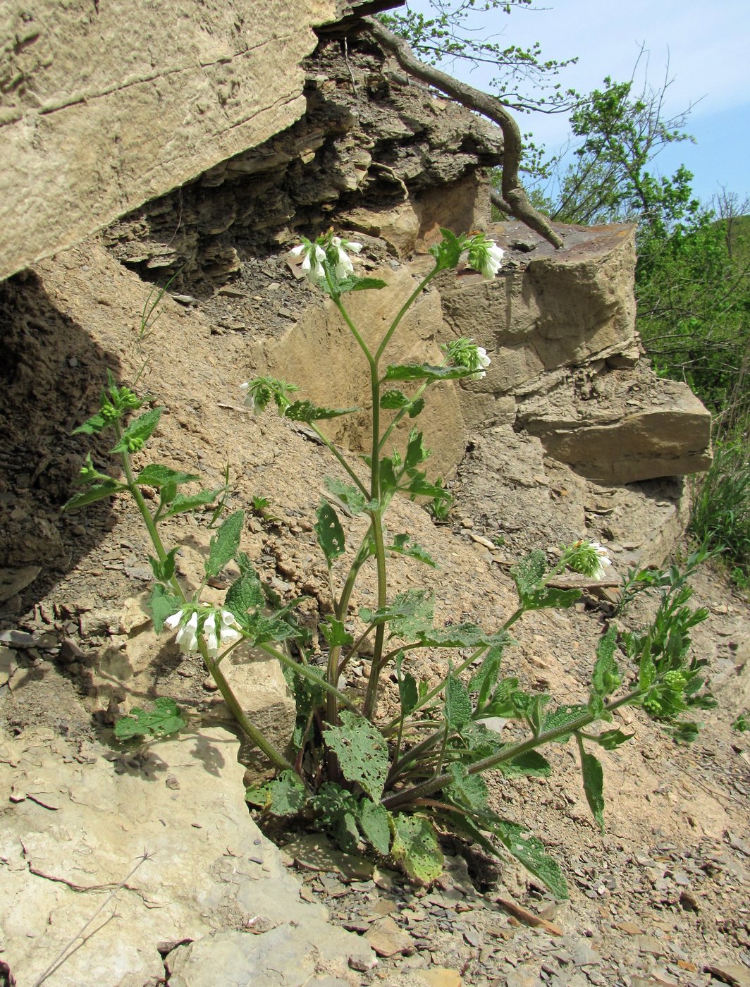 Изображение особи Symphytum tauricum.