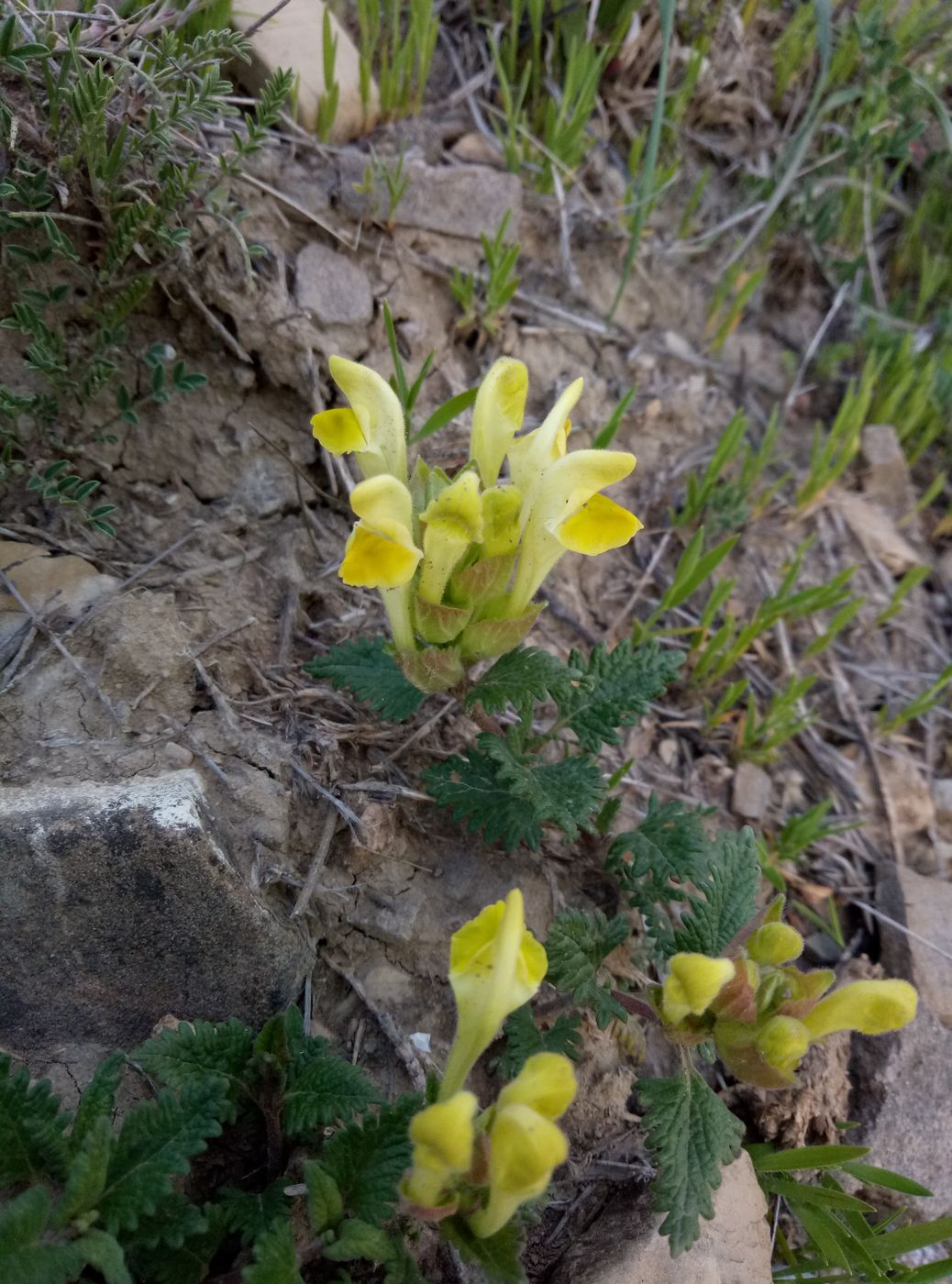 Image of genus Scutellaria specimen.