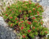 Rhodiola quadrifida