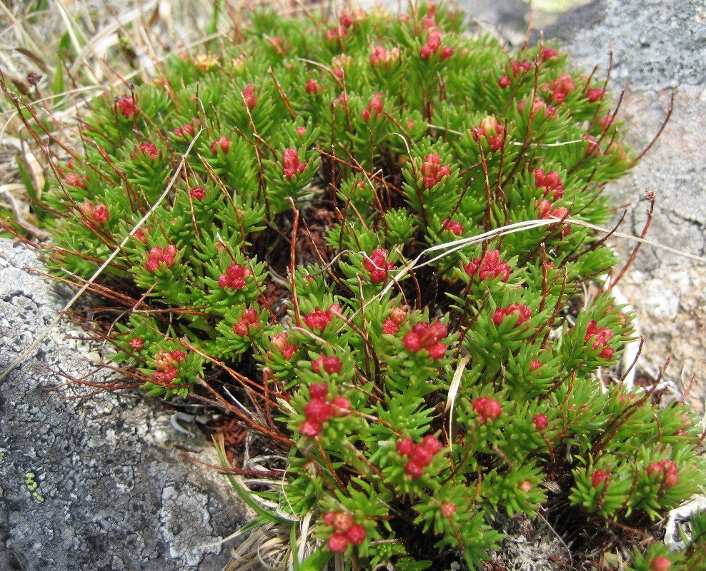 Image of Rhodiola quadrifida specimen.