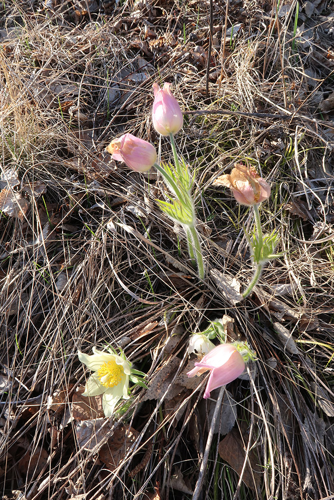 Image of Pulsatilla orientali-sibirica specimen.