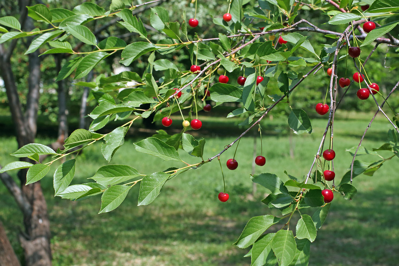 Изображение особи Cerasus vulgaris.