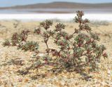 Frankenia pulverulenta