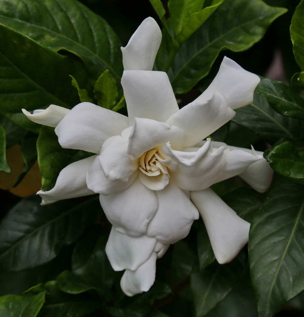 Изображение особи Gardenia jasminoides.