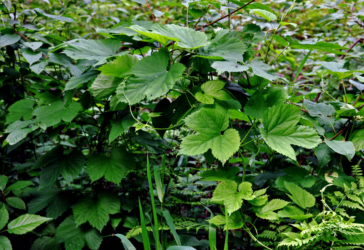 Изображение особи Humulus lupulus.