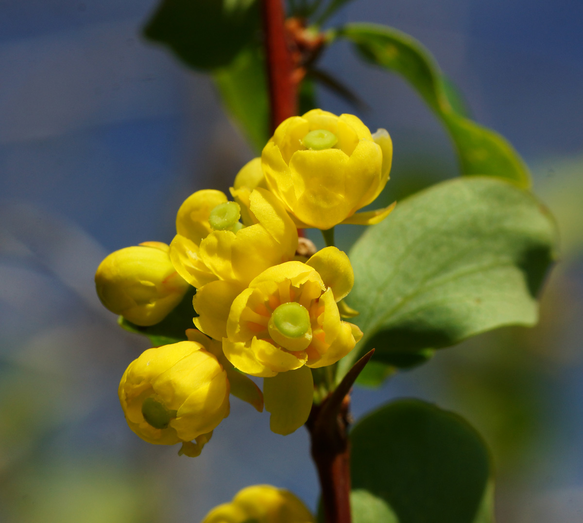 Изображение особи Berberis sphaerocarpa.