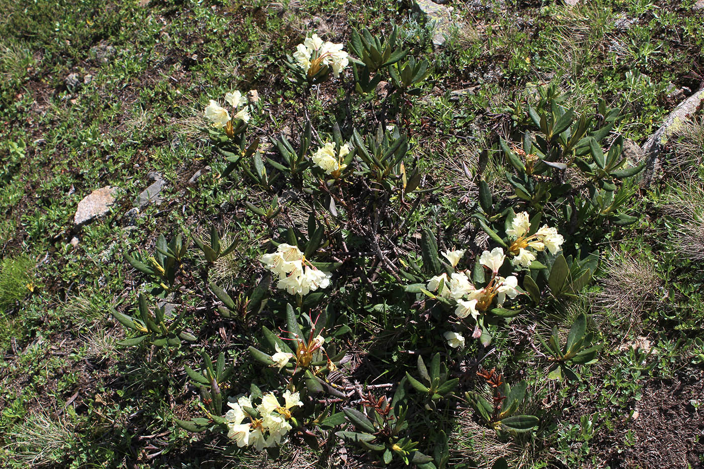 Image of Rhododendron caucasicum specimen.