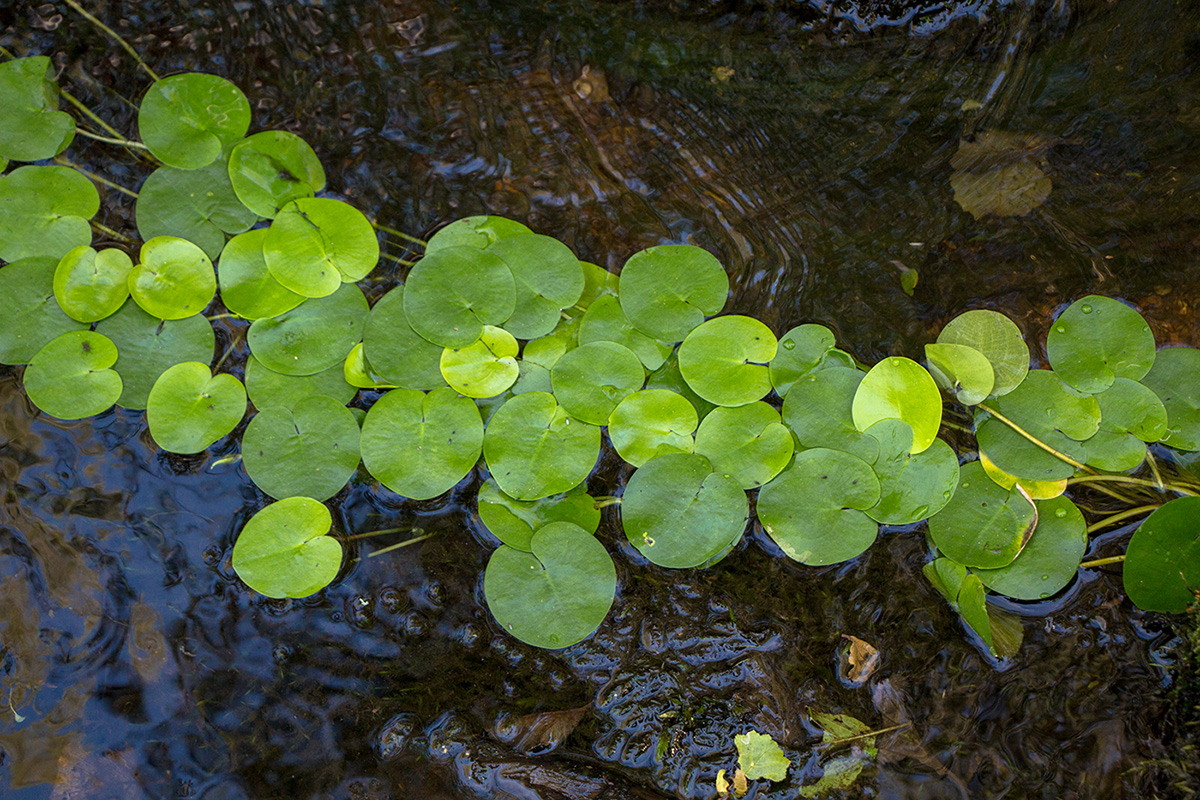 Image of Hydrocharis morsus-ranae specimen.