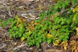 Rubus nessensis. Побеги (листья приобретают осеннюю окраску). Ленинградская обл., Всеволожский р-н, окр. дер. Лаппелово, очищенная от деревьев полоса между ж.-д. путями и смешанным лесом. 07.10.2017.