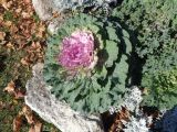 Brassica oleracea variety viridis. Вегетирующее растение. Тверская обл., г. Тверь, Городской сад, клумба, в культуре. 16 октября 2018 г.