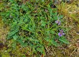 Astragalus subpolaris