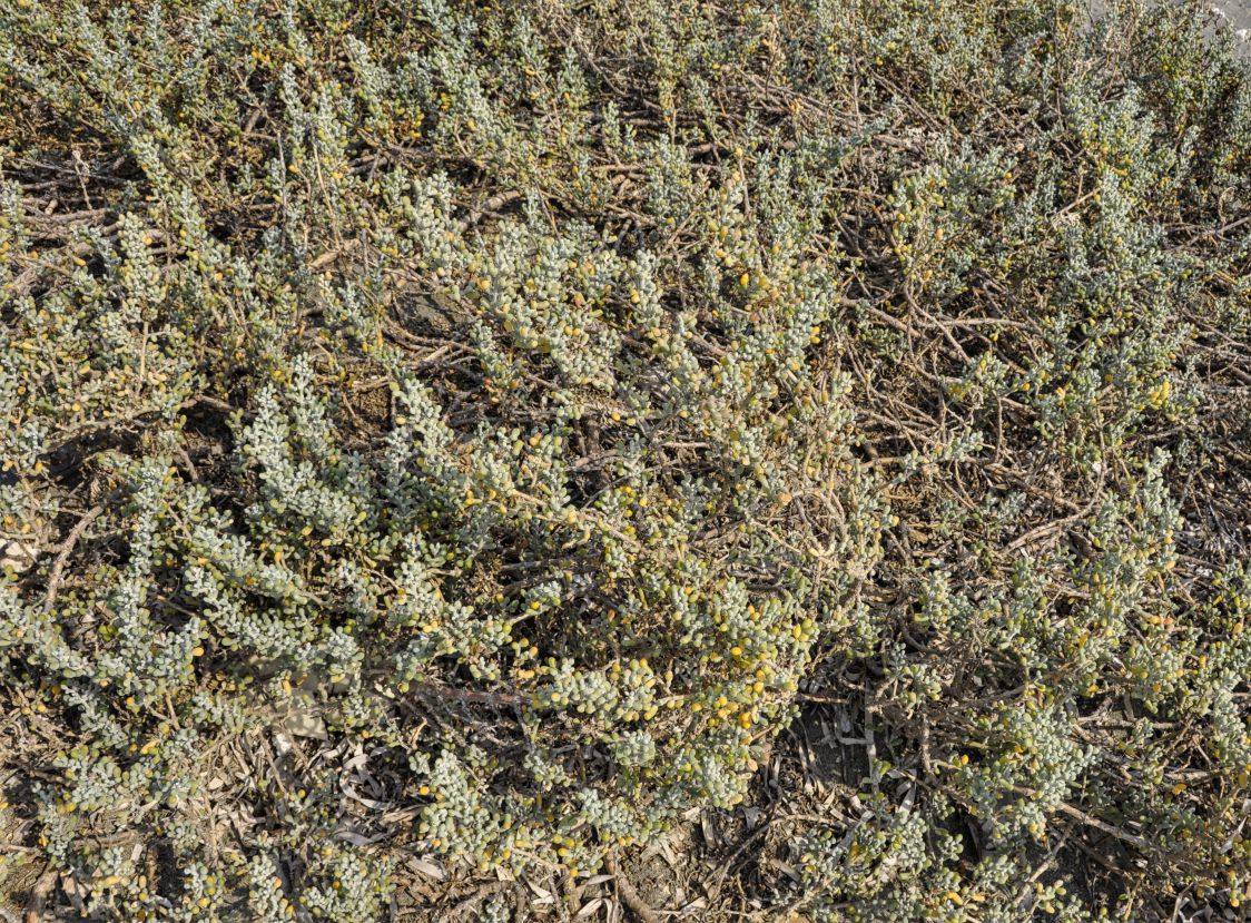 Image of Tetraena alba specimen.