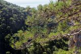 Pinus pallasiana