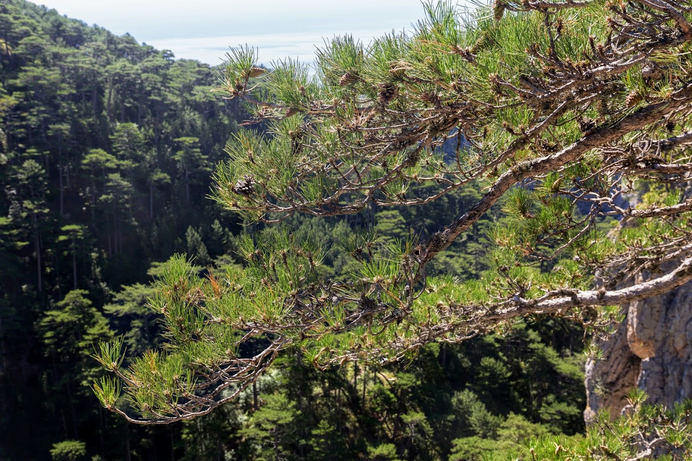 Изображение особи Pinus pallasiana.