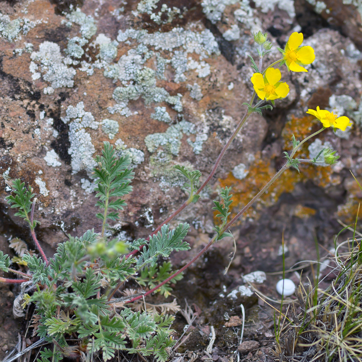 Изображение особи род Potentilla.