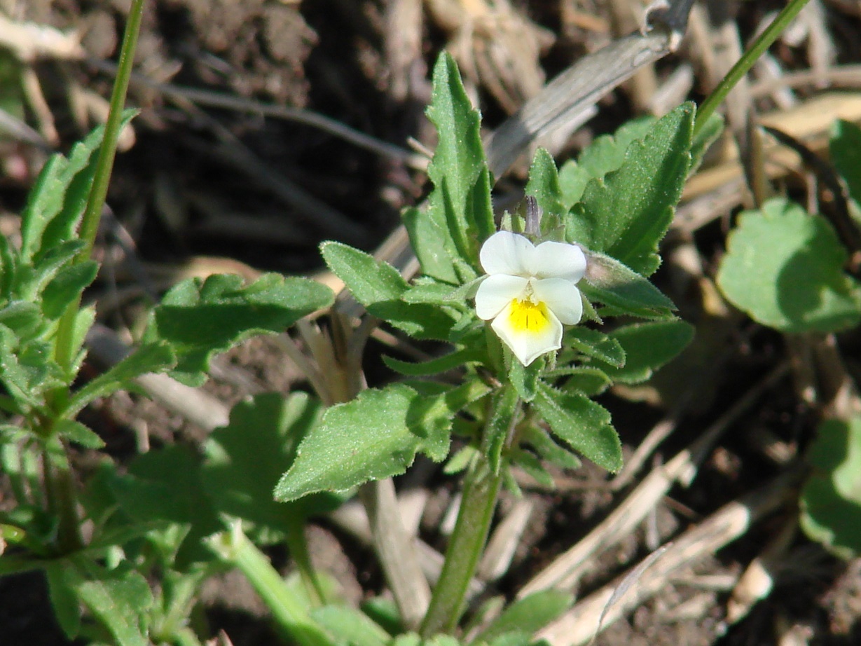 Изображение особи Viola arvensis.