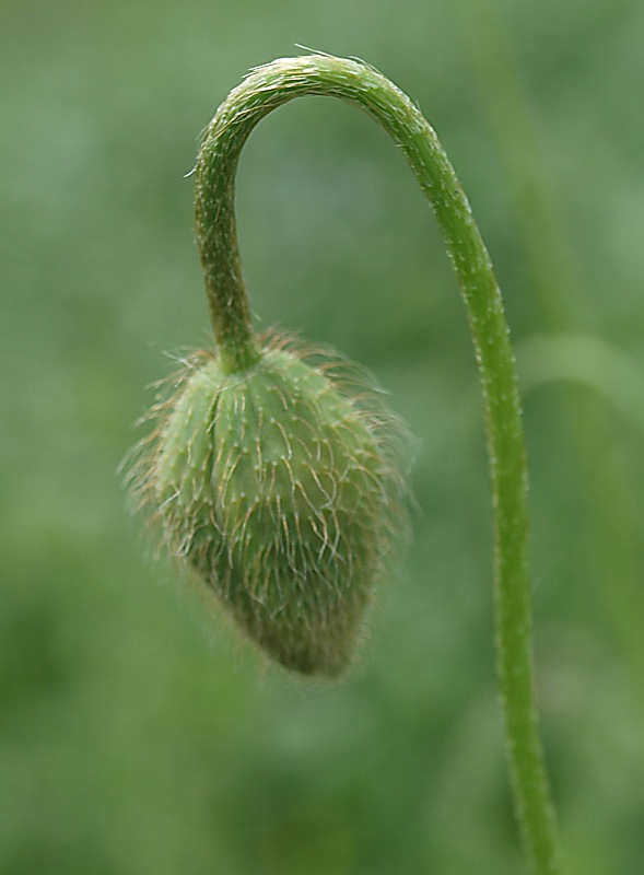 Изображение особи Papaver commutatum.