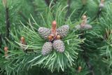 Pinus mugo