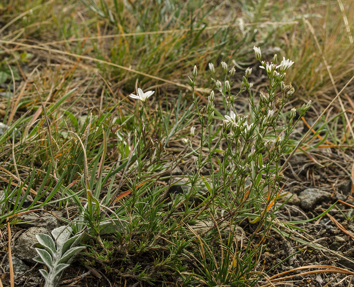 Image of Minuartia krascheninnikovii specimen.