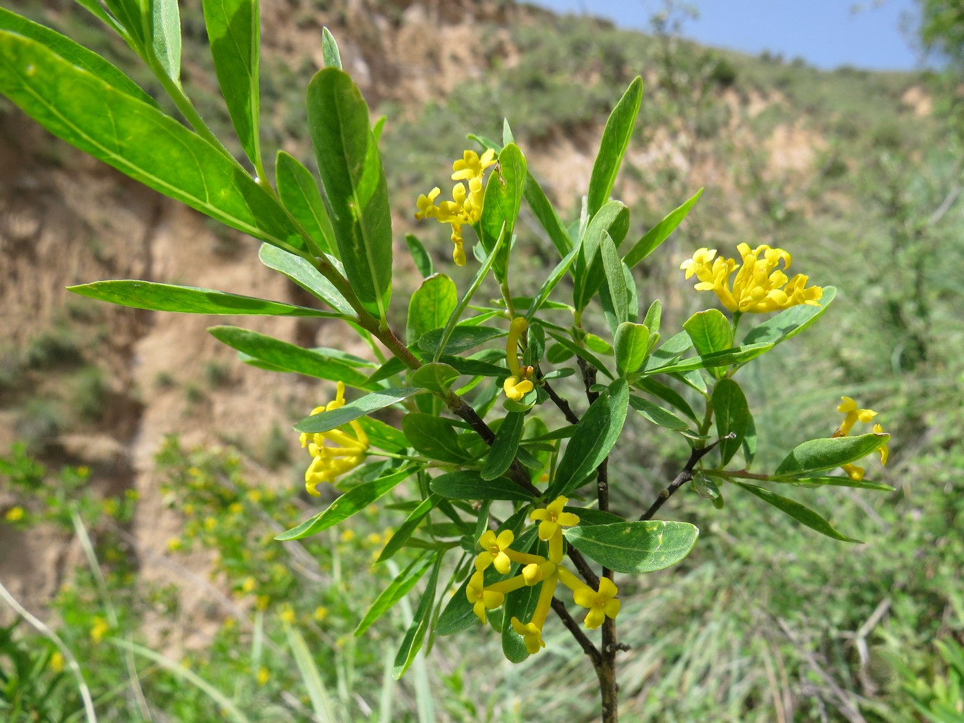 Image of Restella alberti specimen.