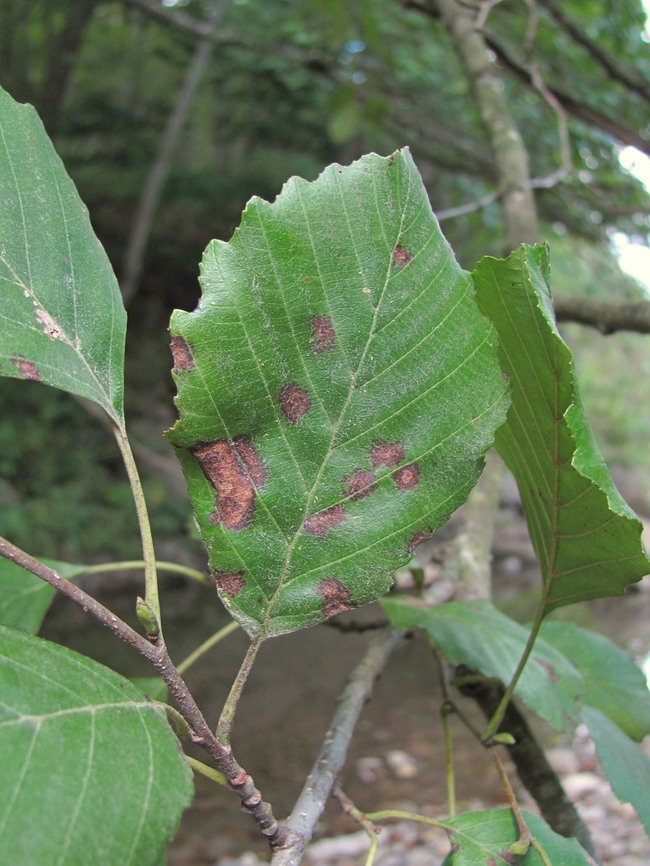 Image of Alnus barbata specimen.