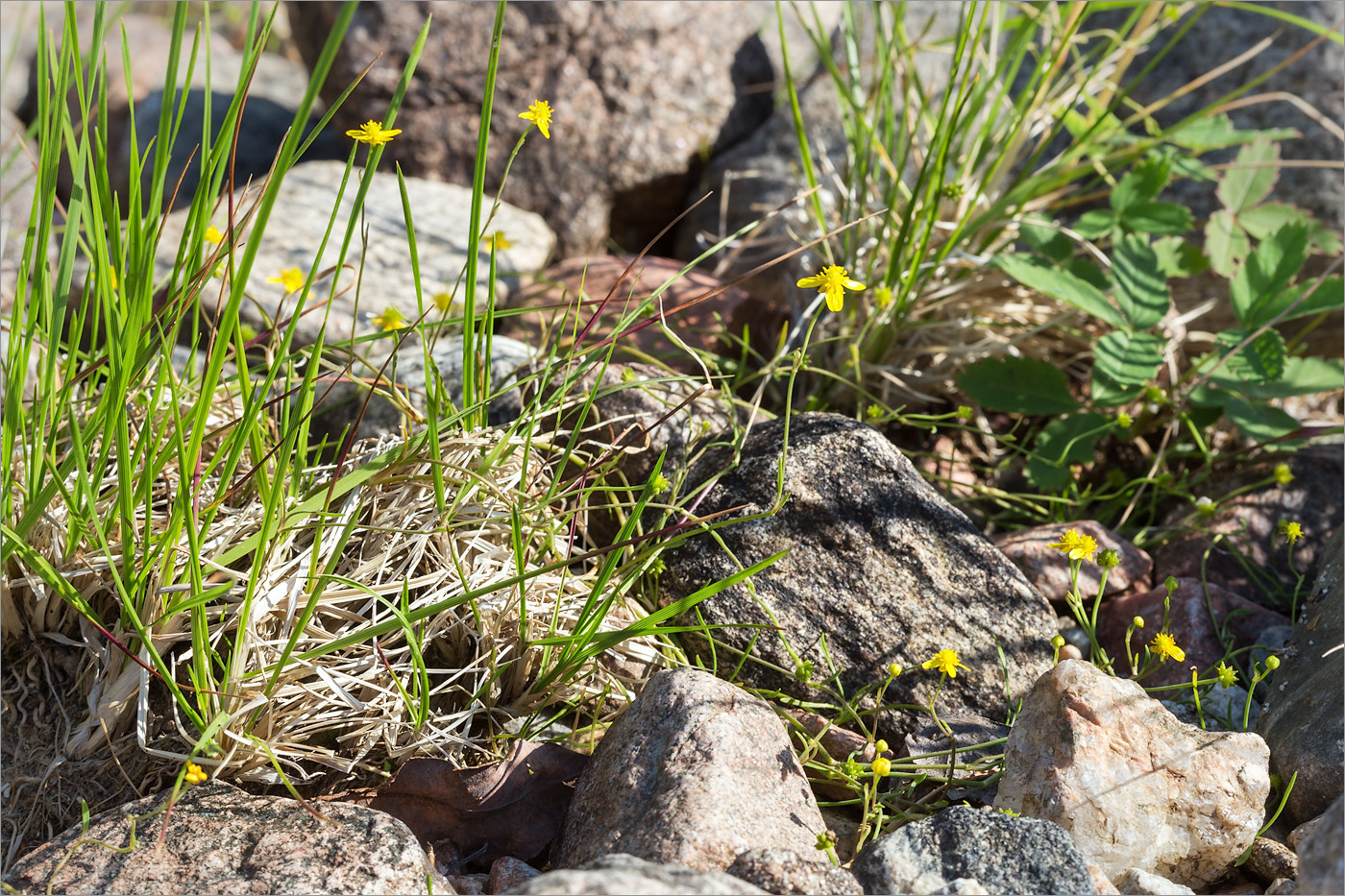 Image of Ranunculus reptans specimen.