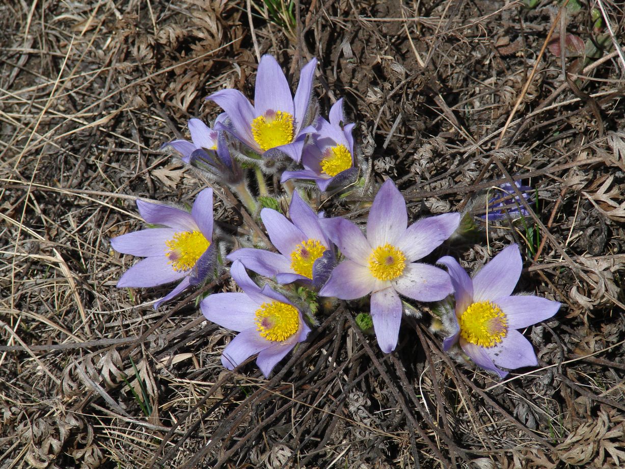 Изображение особи Pulsatilla turczaninovii.