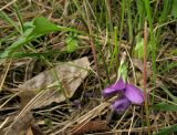 Viola ingolensis