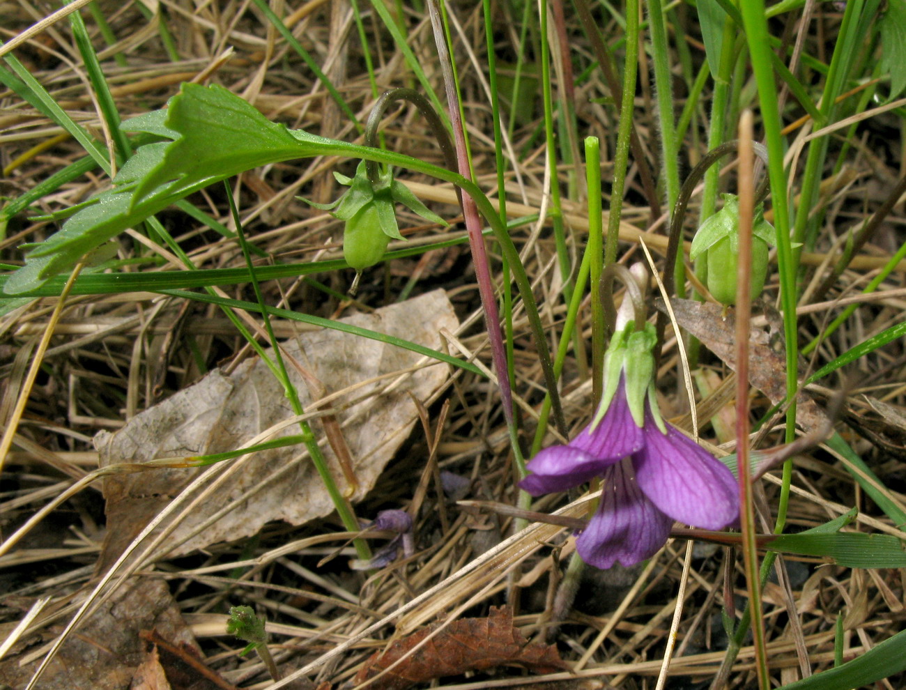 Image of Viola ingolensis specimen.