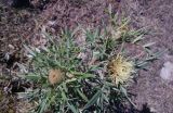 Cirsium kosmelii