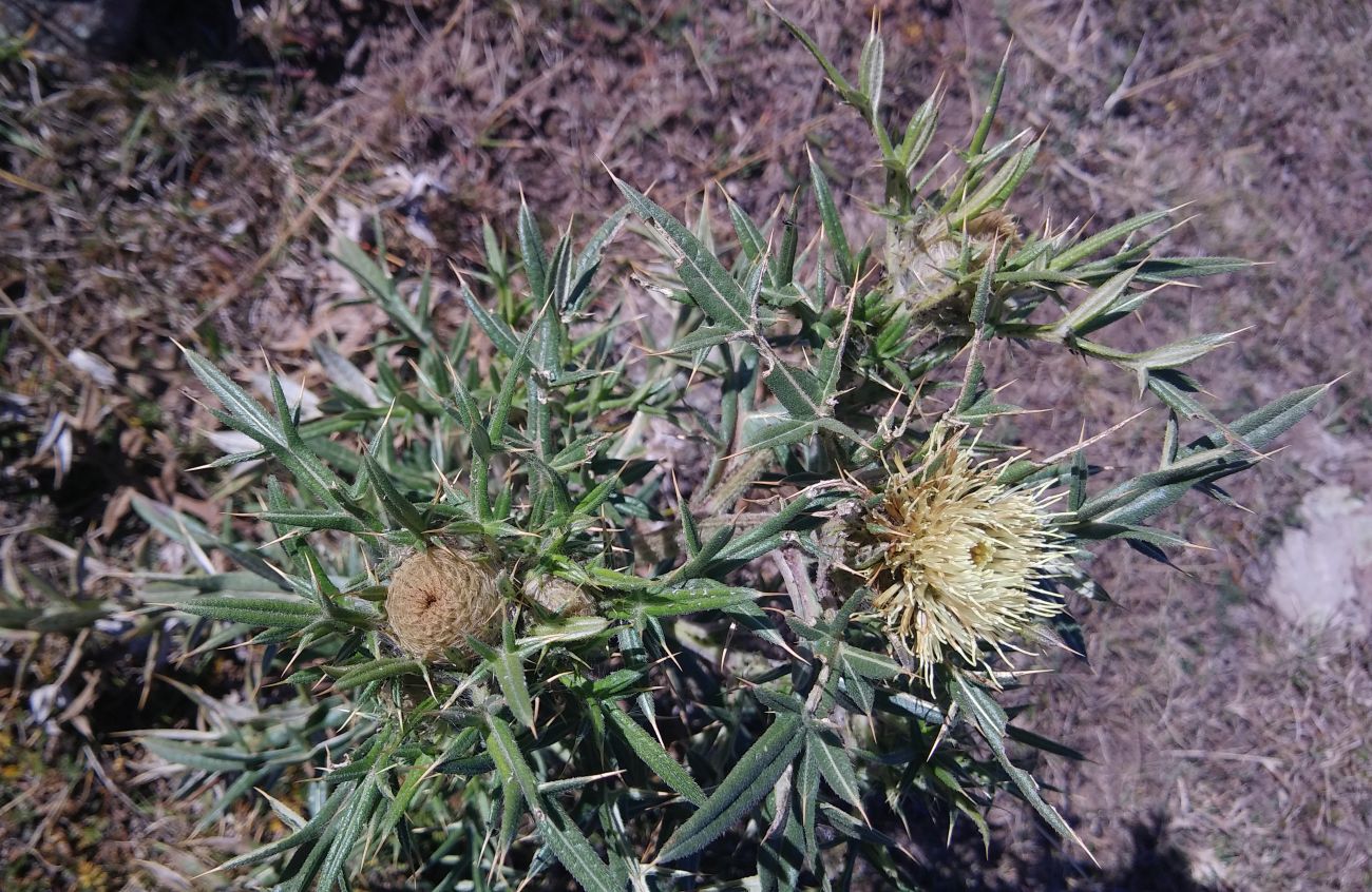 Изображение особи Cirsium kosmelii.