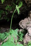 Cenolophium fischeri