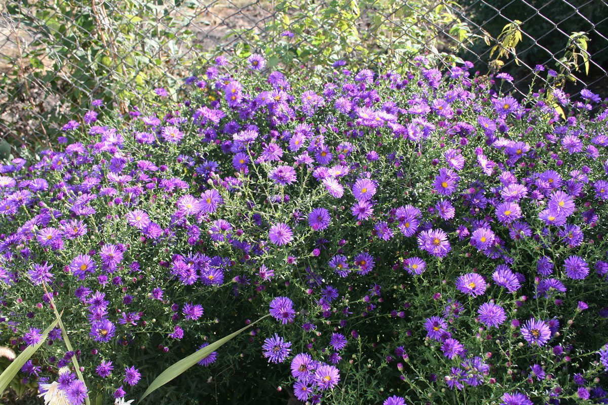 Изображение особи Symphyotrichum &times; versicolor.