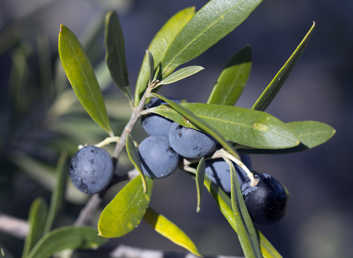 Image of Olea europaea specimen.