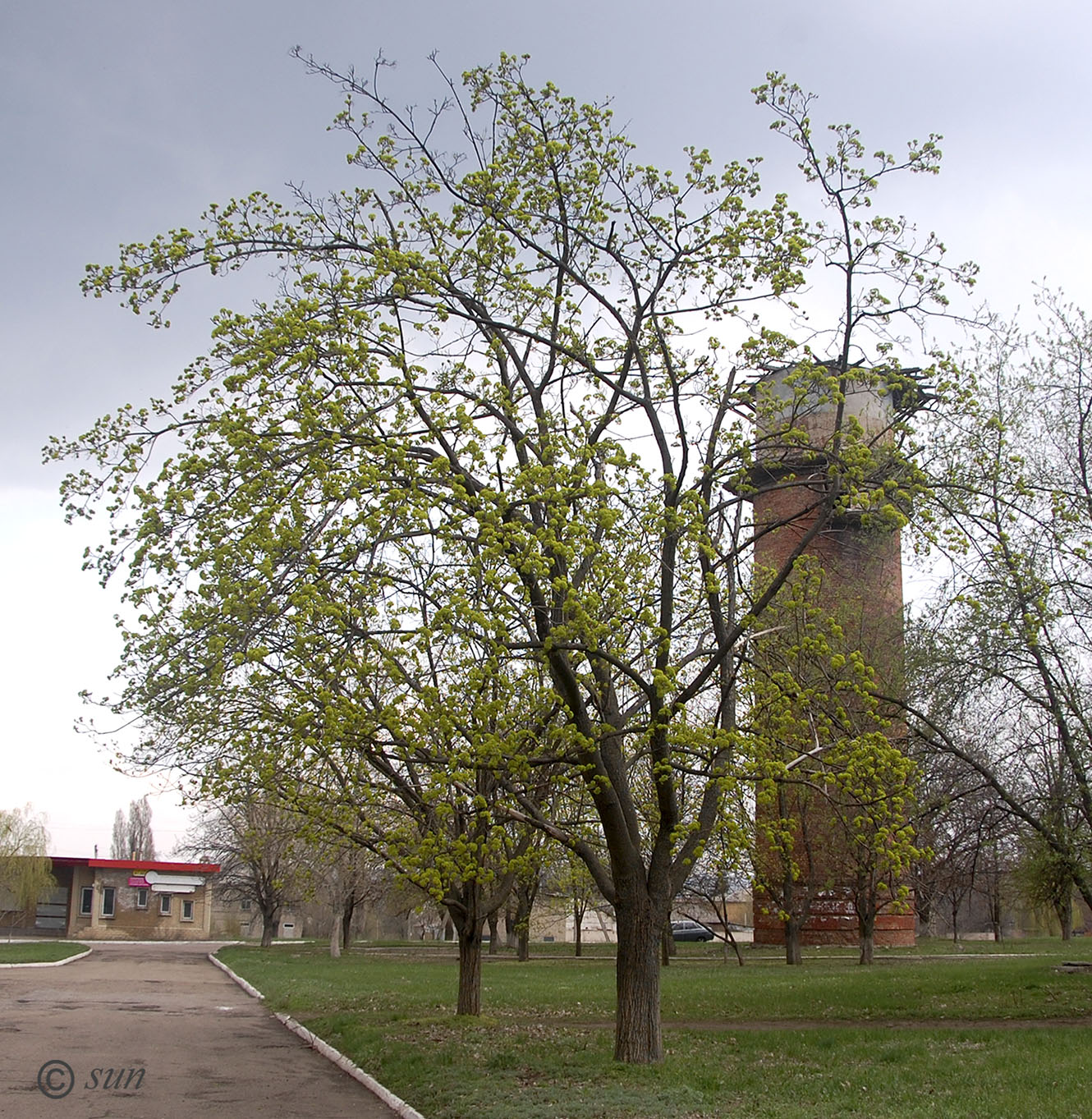 Image of Acer platanoides specimen.