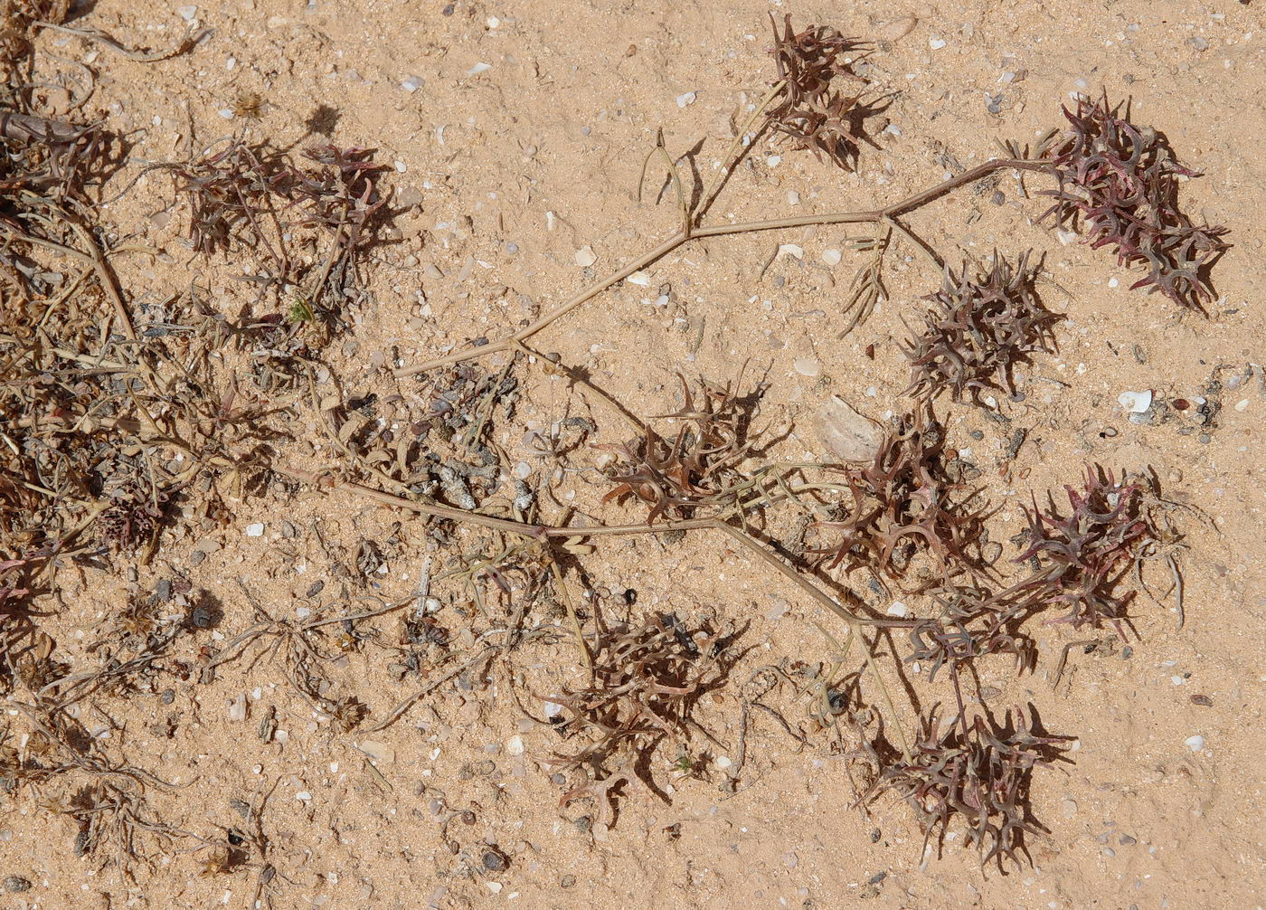 Изображение особи Hippocrepis areolata.